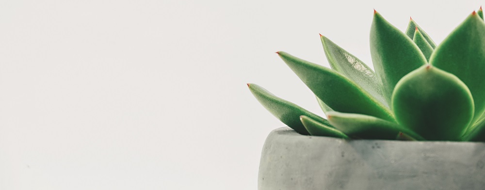 indigo sigorta istanbul